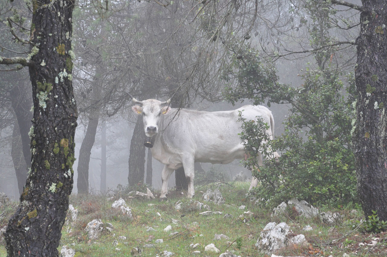 Gargano